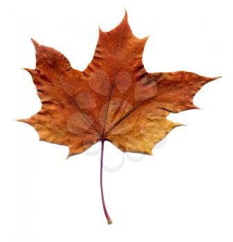 Highly detailed Autumn Maple leaf, macro background.