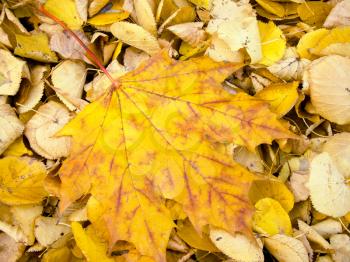 Close up of yellow grungy looking leaves, autumn background.