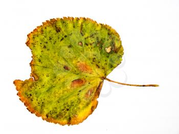 Close up of green grungy looking leaf on white background.