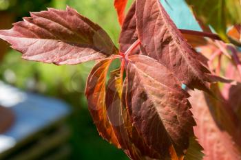 Close up of red autumn grapes leaves in the garden.