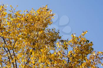 Autumn yellow leaves on branches, top of tree close up.