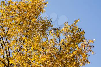 Autumn yellow leaves on branches, top of tree close up.