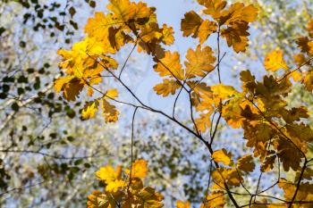 Bright yellow autumn oak leaves on branches.