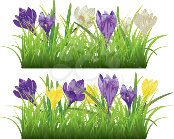 Spring flowers, colorful blooming crocus with green grass design.