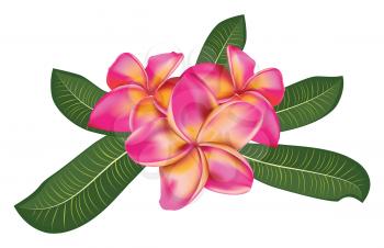 Pink plumeria, frangipani flowers with green leaves.