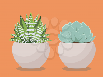 Popular houseplant succulent growing in a pot illustration.