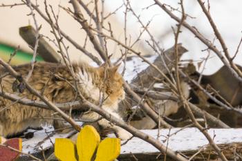 Winter shot of a curious cat hunting on birds.