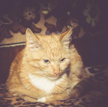 Cute and funny striped ginger cat portrait, instagram retro effect.