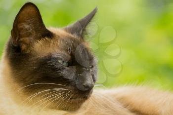 Summer portrait of the blue eyed siamese cat enjoying sunny day.