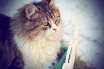 Cute curious kitten and winter snow background. 