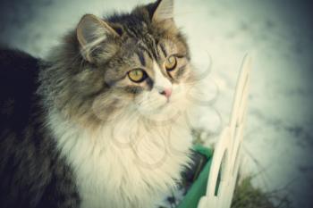 Cute curious kitten and winter snow background. 