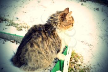 Cute curious kitten and winter snow background. 