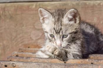 Adorable little grey striped kitten portrait outside.