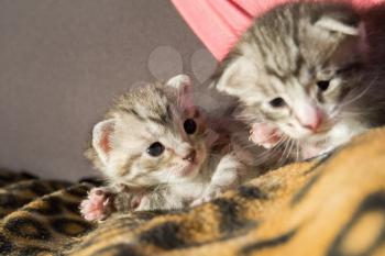 Lovely baby tabby kitten close up background.