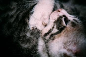 Close up of little kitten of grey color with black stripes and spots.