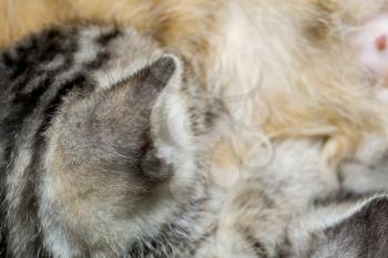 Close up of little kitten of grey color with black stripes and spots.