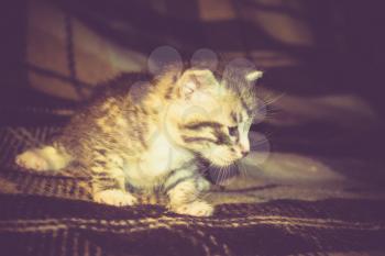 Cute little kitten of grey color with black stripes and spots, vintage background.