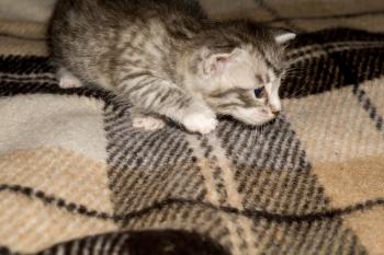 Cute little kitten of grey color with black stripes and spots.