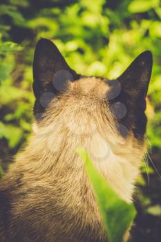 Summer portrait of the blue eyed siamese cat enjoying sunny day, filtered.