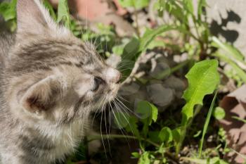 Close up portrait of a cute striped, tabby kitten.