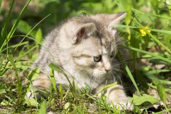 Cute grey striped kitten playing outdoor at the sunny day.