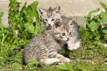 Cute grey striped kitten playing outdoor at the sunny day.