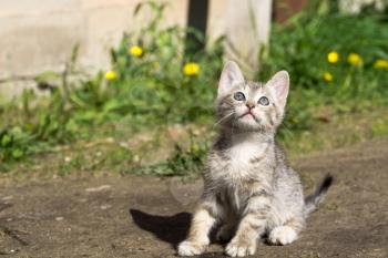 Cute grey striped kitten playing outdoor at the sunny day.