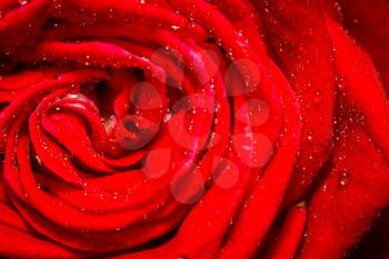 Decorative bright red rose close up, anniversary background.