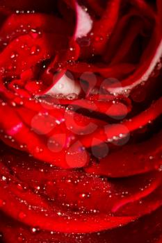 Decorative bright red rose close up, anniversary background.