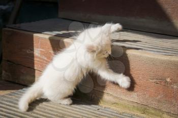 Cute white playful kitten with blue eyes outdoor, turkish angora.