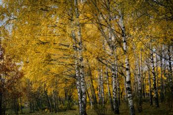 Autumn landscape with birch trees with yellow leaves background.