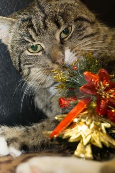 Cute tabby cat with golden Christmas tree, holiday background.