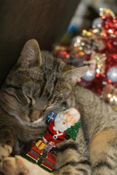 Cute tabby cat with ceramic Santa Claus, holiday background.