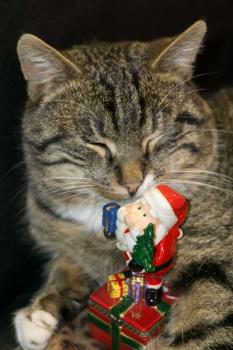 Cute tabby cat with ceramic Santa Claus, holiday background.