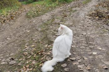 Cute fluffy white cat on a walk outside.