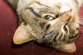 Portrait of cute tabby cat posing, close up view.