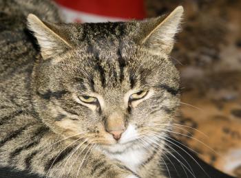 Portrait of cute tabby cat posing, close up view.