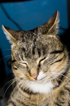 Portrait of a cute tabby cat posing in a living room.