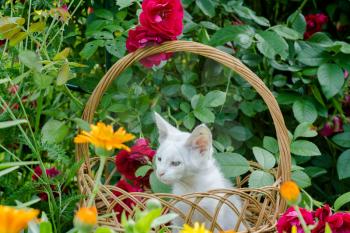 Little white kitten in a wicker basket and red roses in the garden.