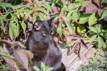 Cute black cat sitting on the ground and stares away.