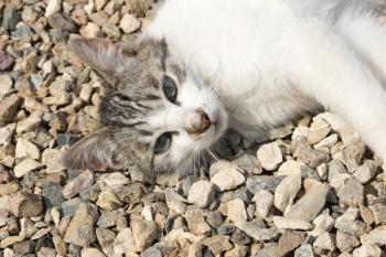 Cute cat laying on the gravel under summer sun.