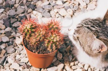 Cute cat posing with grusonii cactus succulent on the gravel.