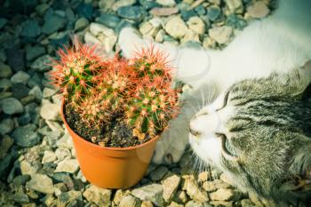 Cute cat posing with grusonii cactus succulent on the gravel.