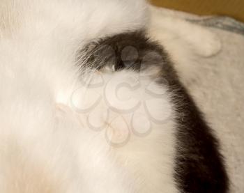 Cute baby kitten portrait close up background.