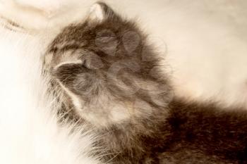 Cute baby kitten portrait close up background.