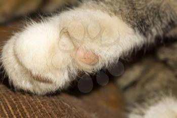 Close up photo of tabby cat paw as background.