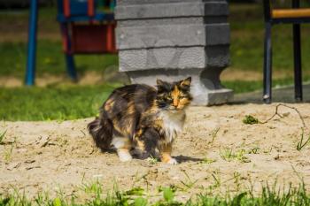 Cute tabby cat with long fur walking outdoor.