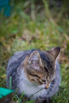 Cute little tabby kitten on green grass portrait.