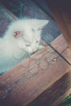 Adorable white kitten playing on the old wooden stairs, vintage effect.