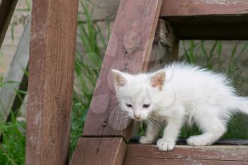 Adorable white kitten playing on the old wooden stairs.